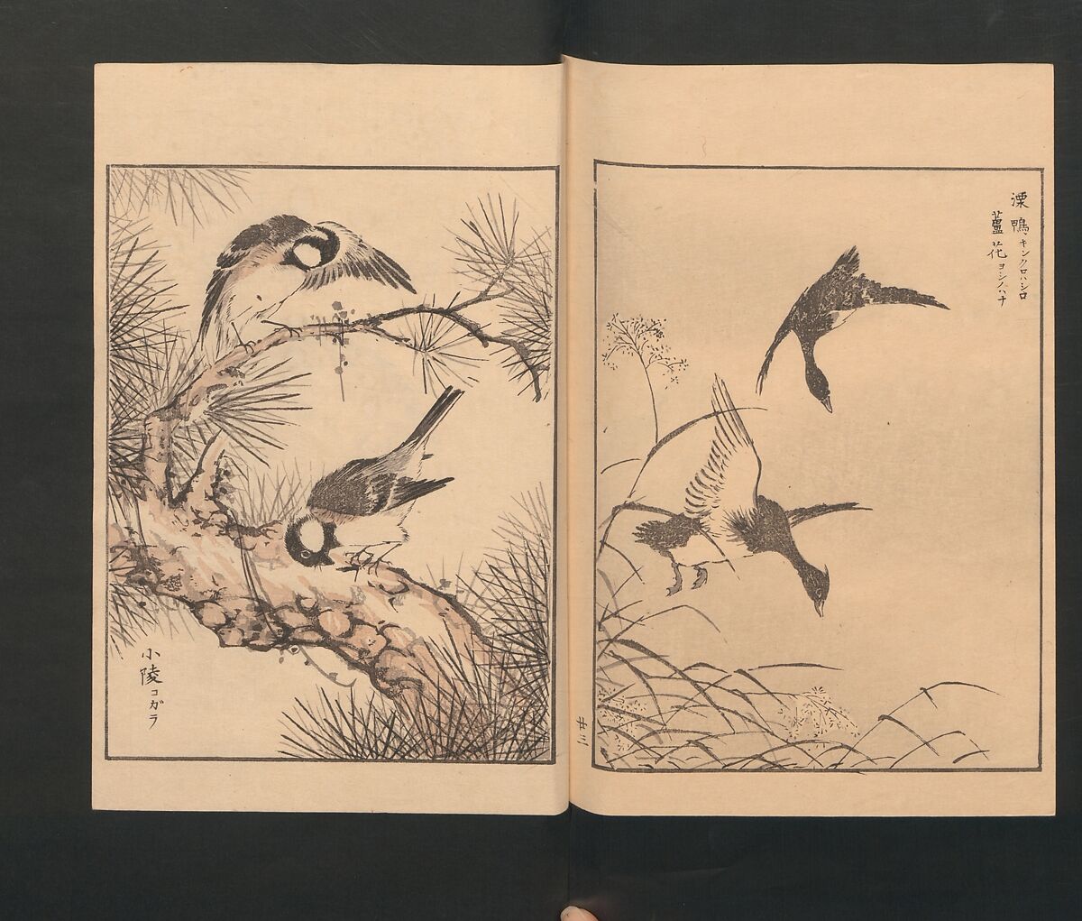 Picture Album of Various Birds (Shūchō gafu)  聚鳥畫譜, Numata Kashū 沼田荷舟 (Japanese, 1838–1901), Polychrome woodblock printed book; ink and color on paper, Japan