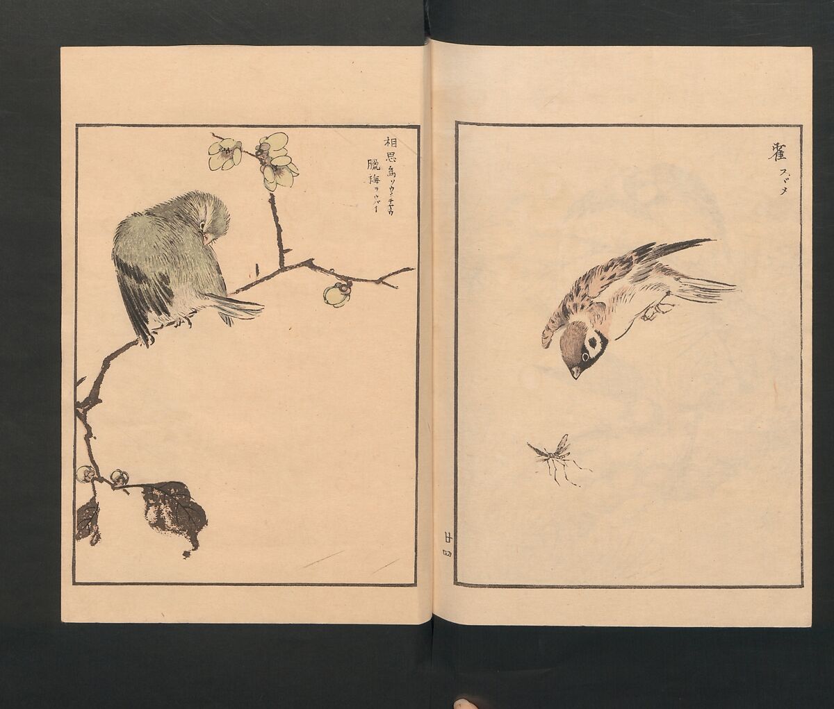 Picture Album of Various Birds (Shūchō gafu)  聚鳥畫譜, Numata Kashū 沼田荷舟 (Japanese, 1838–1901), Polychrome woodblock printed book; ink and color on paper, Japan