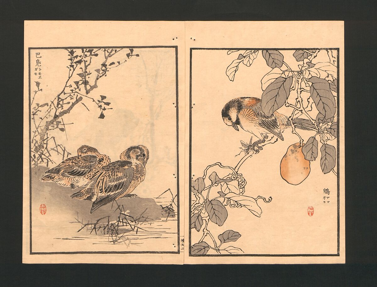 Bairei Picture Album of One Hundred Birds (Bairei hyakuchō gafu) 楳嶺百鳥畫譜, Kōno Bairei  幸野楳嶺 (Japanese, 1844–1895), Set of three polychrome woodblock printed books; ink and color on paper, Japan