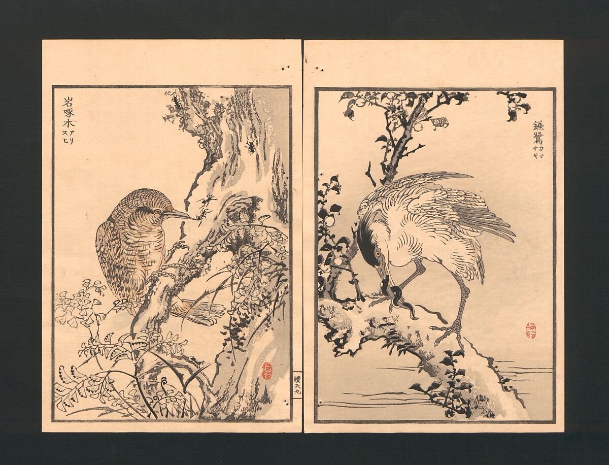 Bairei Picture Album of One Hundred Birds (Bairei hyakuchō gafu) 楳嶺百鳥畫譜, Kōno Bairei  幸野楳嶺 (Japanese, 1844–1895), Set of three polychrome woodblock printed books; ink and color on paper, Japan