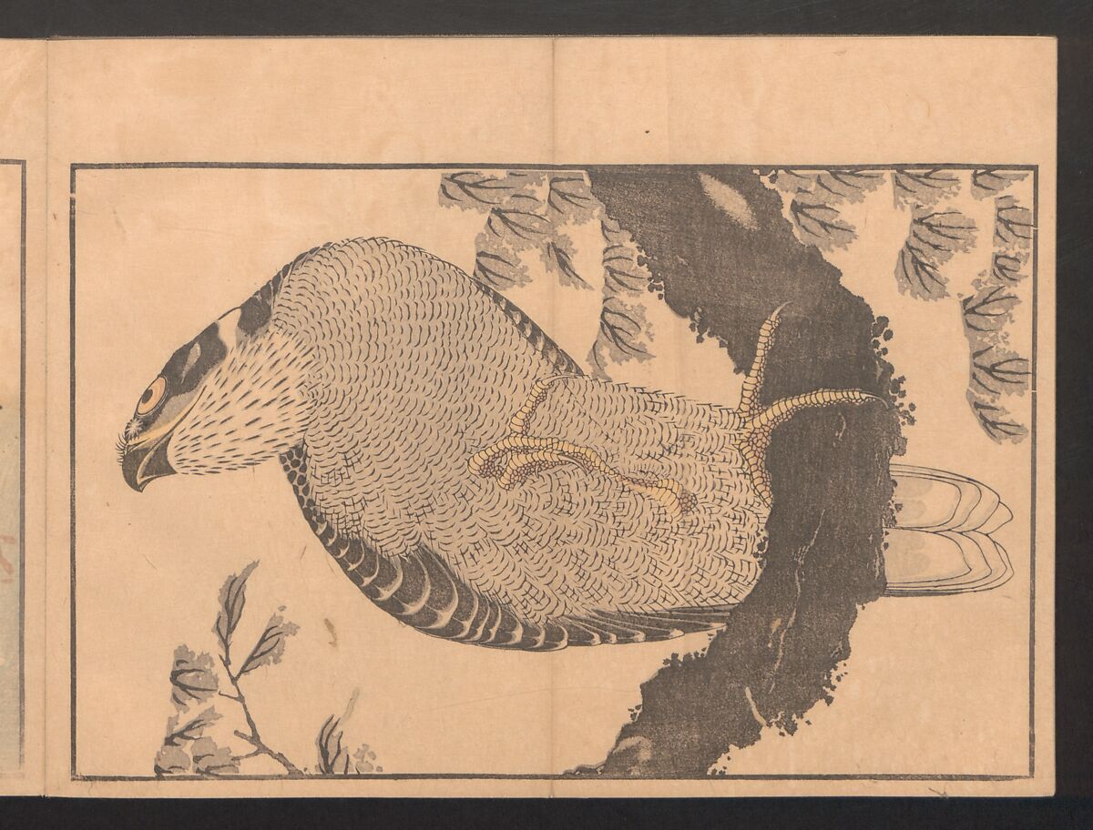 Pictures after Nature (Hokusai shashin gafu)  北斎写真画譜, Katsushika Hokusai 葛飾北斎 (Japanese, Tokyo (Edo) 1760–1849 Tokyo (Edo)), Polychrome woodblock prints in a book; ink and color on paper, Japan