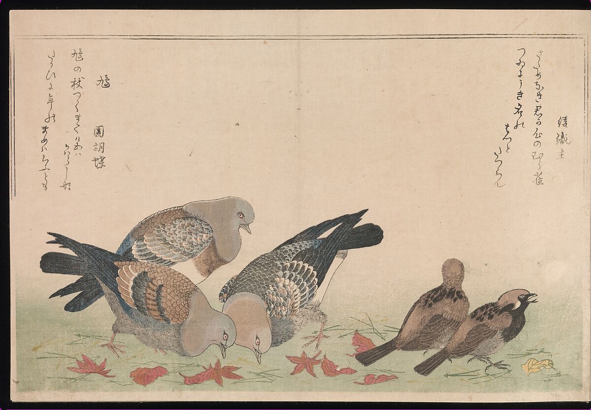 希少 The Parrots Die Papageien 鳥 コレクター 画集 希少 The Parrots Die Papageien 鳥 コレクター 画集