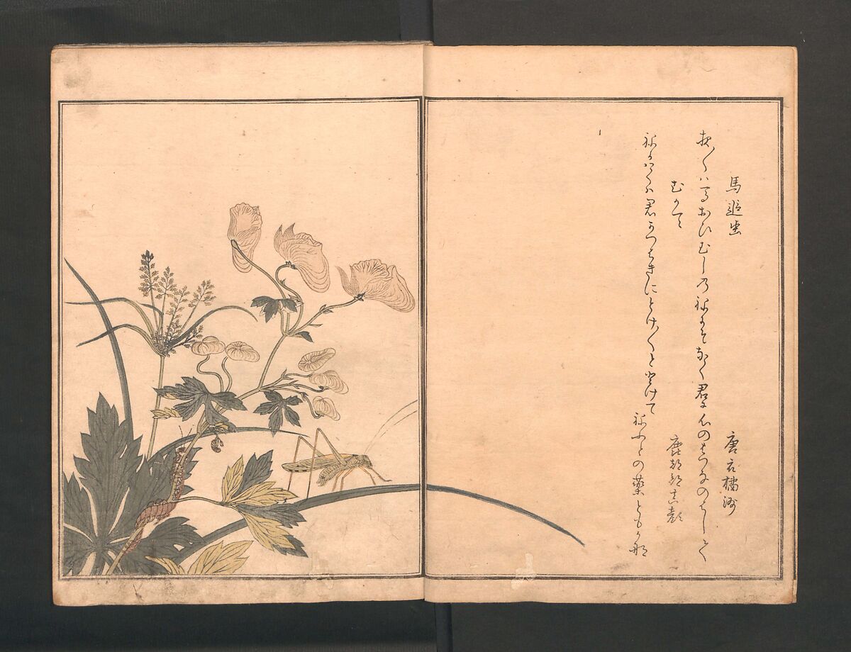 Picture Book of Crawling Creatures (The Insect Book) (Ehon mushi erami) 画本虫撰, Kitagawa Utamaro 喜多川歌麿 (Japanese, ca. 1754–1806), One from a set of two polychrome woodblock printed books; ink and color on paper, Japan 