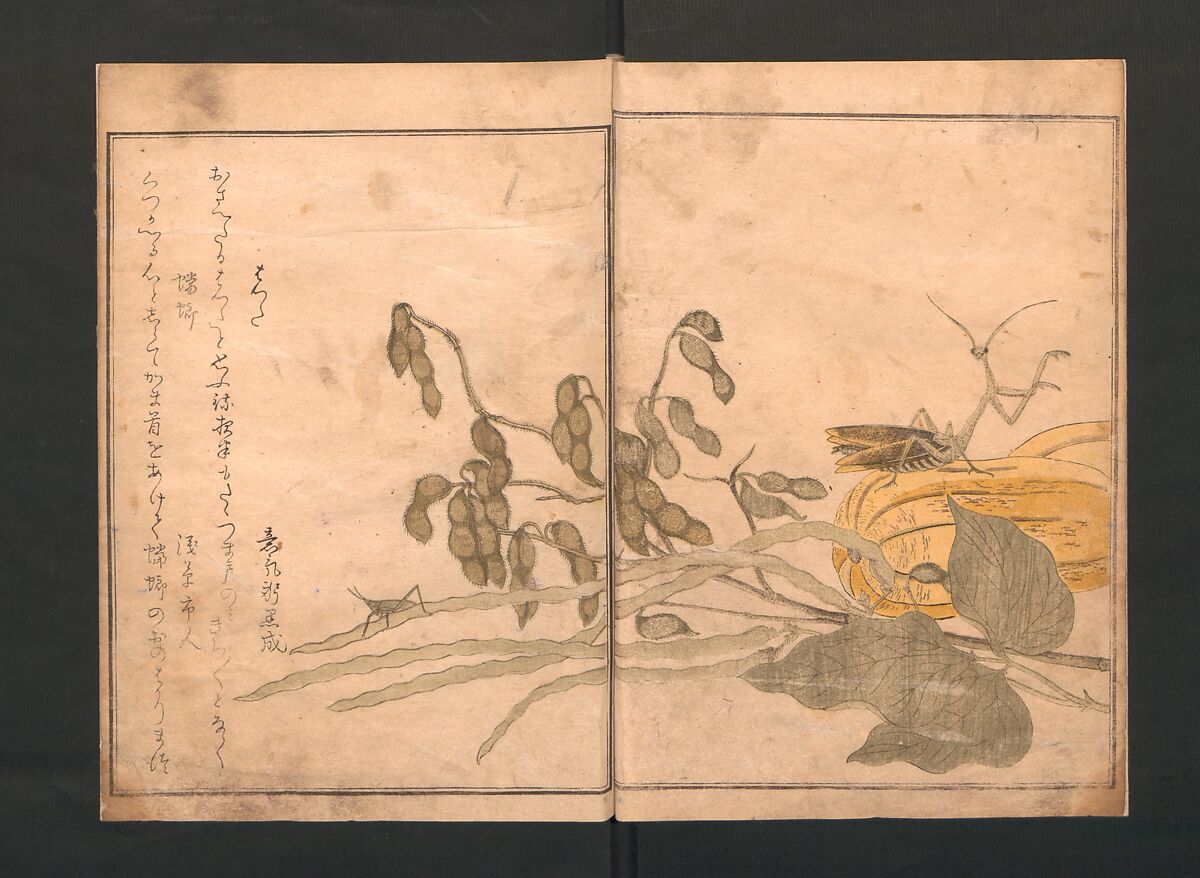 Picture Book of Crawling Creatures (The Insect Book) (Ehon mushi erami) 画本虫撰, Kitagawa Utamaro (Japanese, ca. 1754–1806), One from a set of two polychrome woodblock printed books; ink and color on paper, Japan