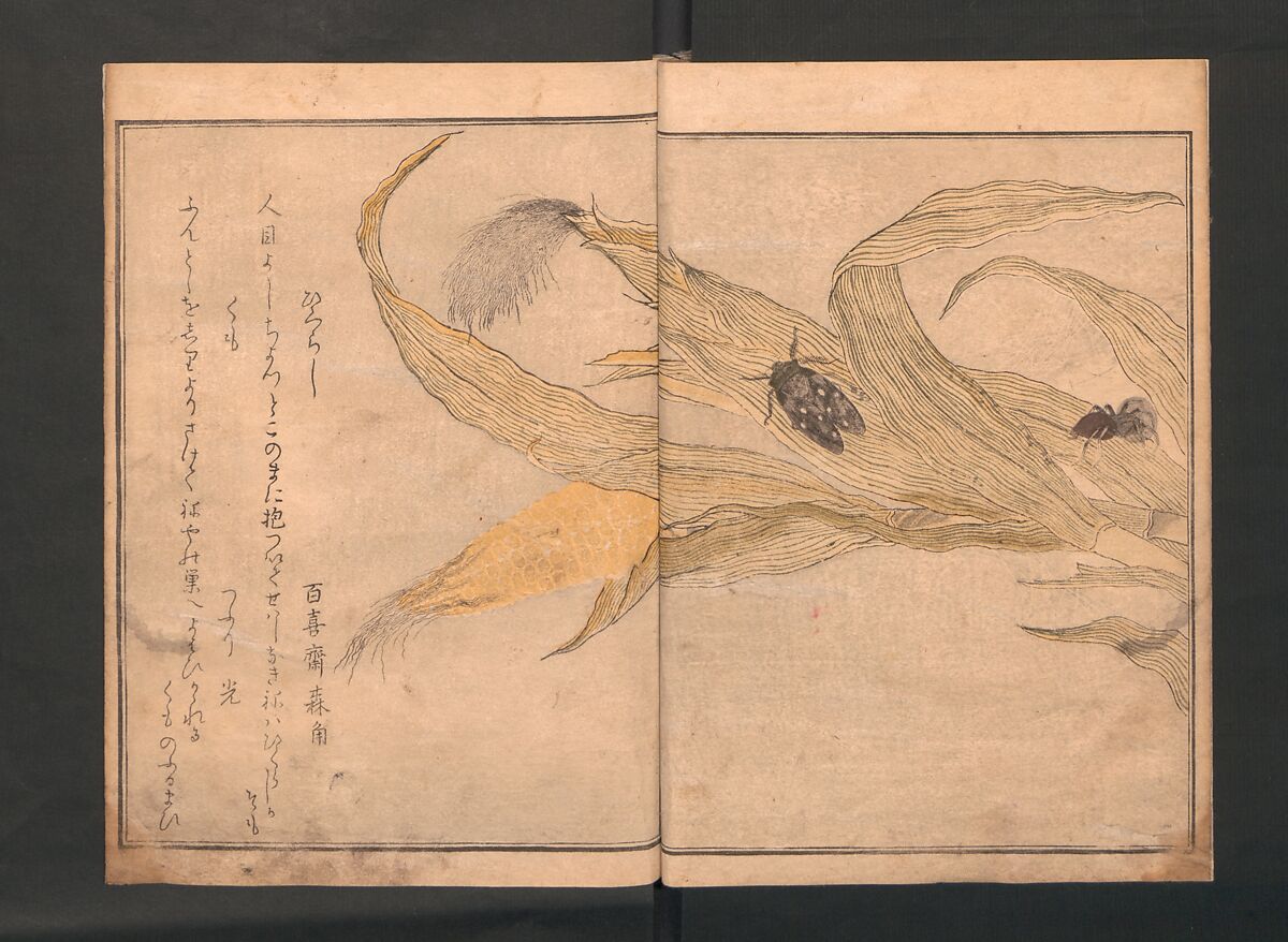 Picture Book of Crawling Creatures (The Insect Book) (Ehon mushi erami) 画本虫撰, Kitagawa Utamaro (Japanese, ca. 1754–1806), One from a set of two polychrome woodblock printed books; ink and color on paper, Japan