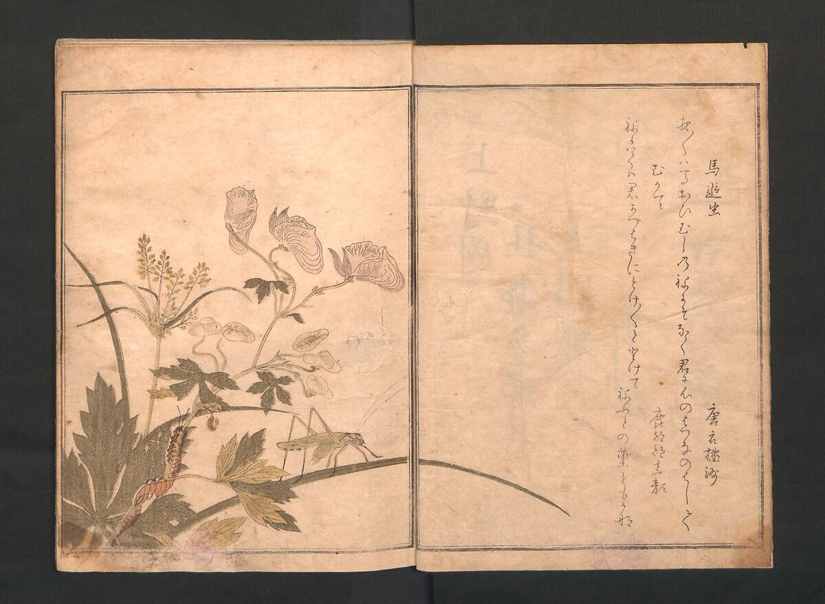 Picture Book of Crawling Creatures (The Insect Book) (Ehon mushi erami) 画本虫撰, Kitagawa Utamaro (Japanese, ca. 1754–1806), One from a set of two polychrome woodblock printed books; ink and color on paper, Japan