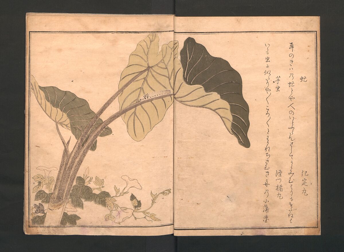 Picture Book of Crawling Creatures (The Insect Book) (Ehon mushi erami) 画本虫撰, Kitagawa Utamaro (Japanese, ca. 1754–1806), One from a set of two polychrome woodblock printed books; ink and color on paper, Japan