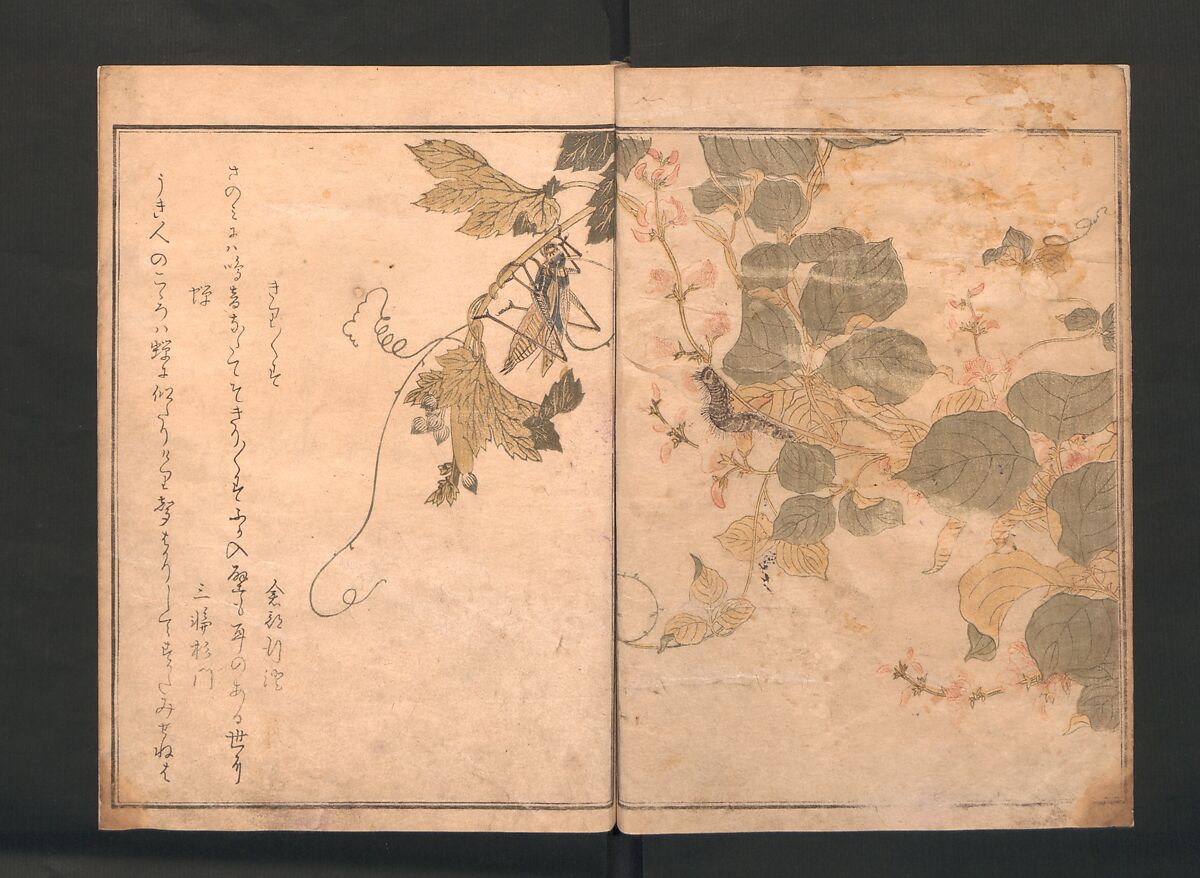 Picture Book of Crawling Creatures (The Insect Book) (Ehon mushi erami) 画本虫撰, Kitagawa Utamaro (Japanese, ca. 1754–1806), One from a set of two polychrome woodblock printed books; ink and color on paper, Japan