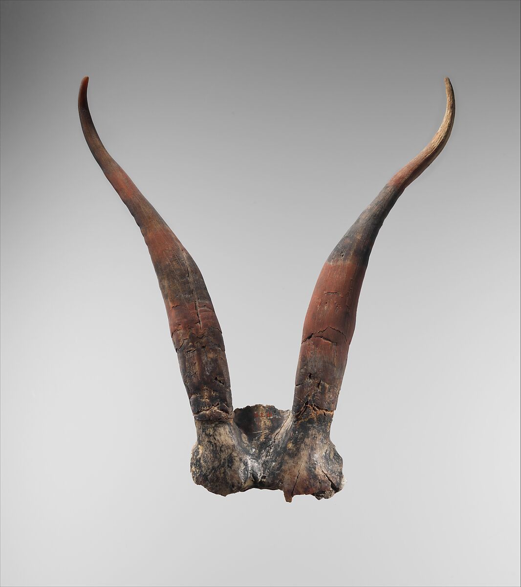 Bucrania skulls with antlers, Antler, bone, paint 