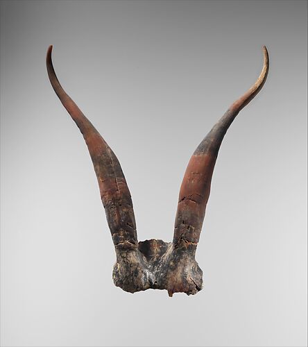 Bucrania skulls with antlers