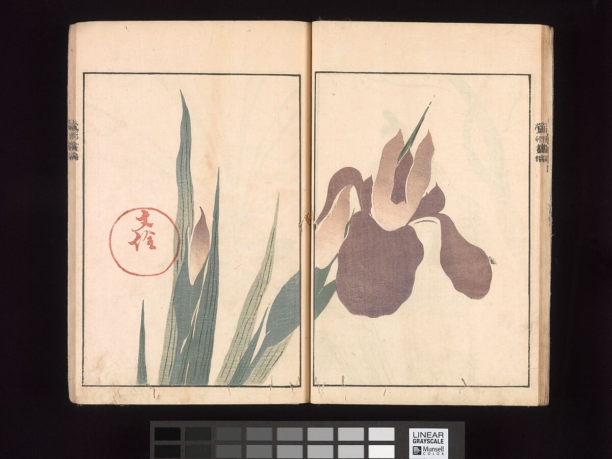 Ōson (Hōitsu) Picture Album (Ōson gafu), Sakai Hōitsu (Japanese, 1761–1828), Woodblock printed book; ink and color on paper, Japan