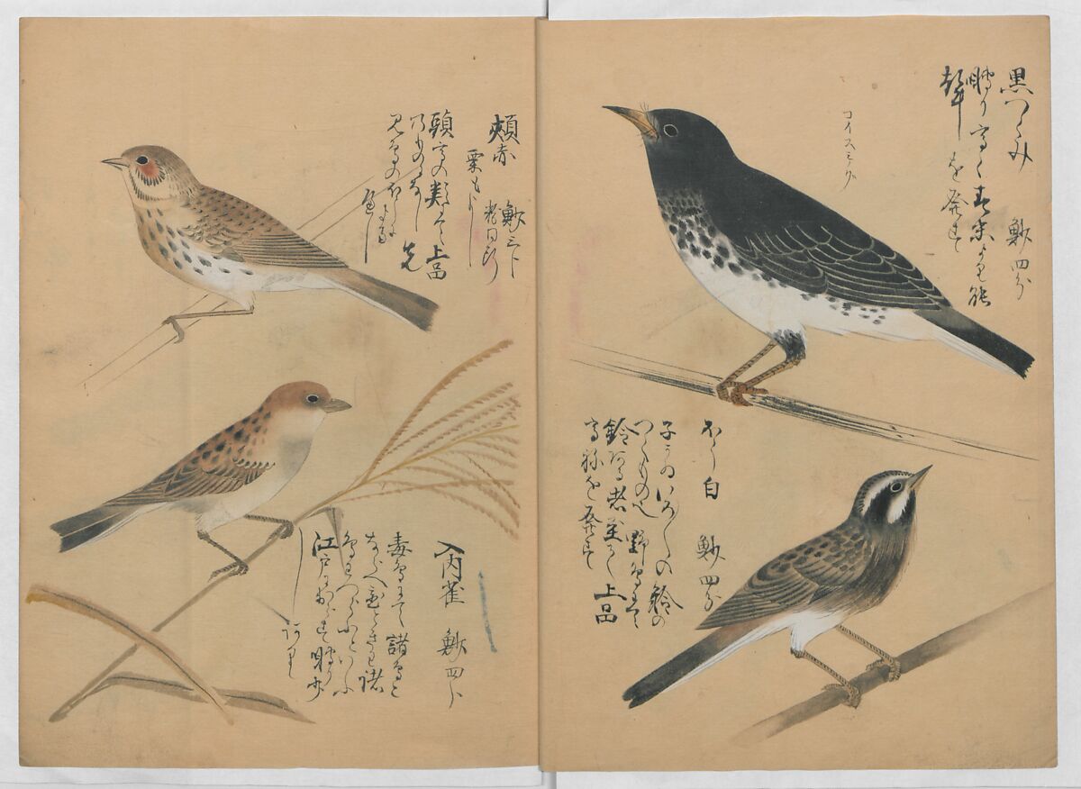 A Compendium of Small Birds (Kotori rui shū) 小鳥類集, Nantō (active early 19th century), Polychrome woodblock printed book, Japan