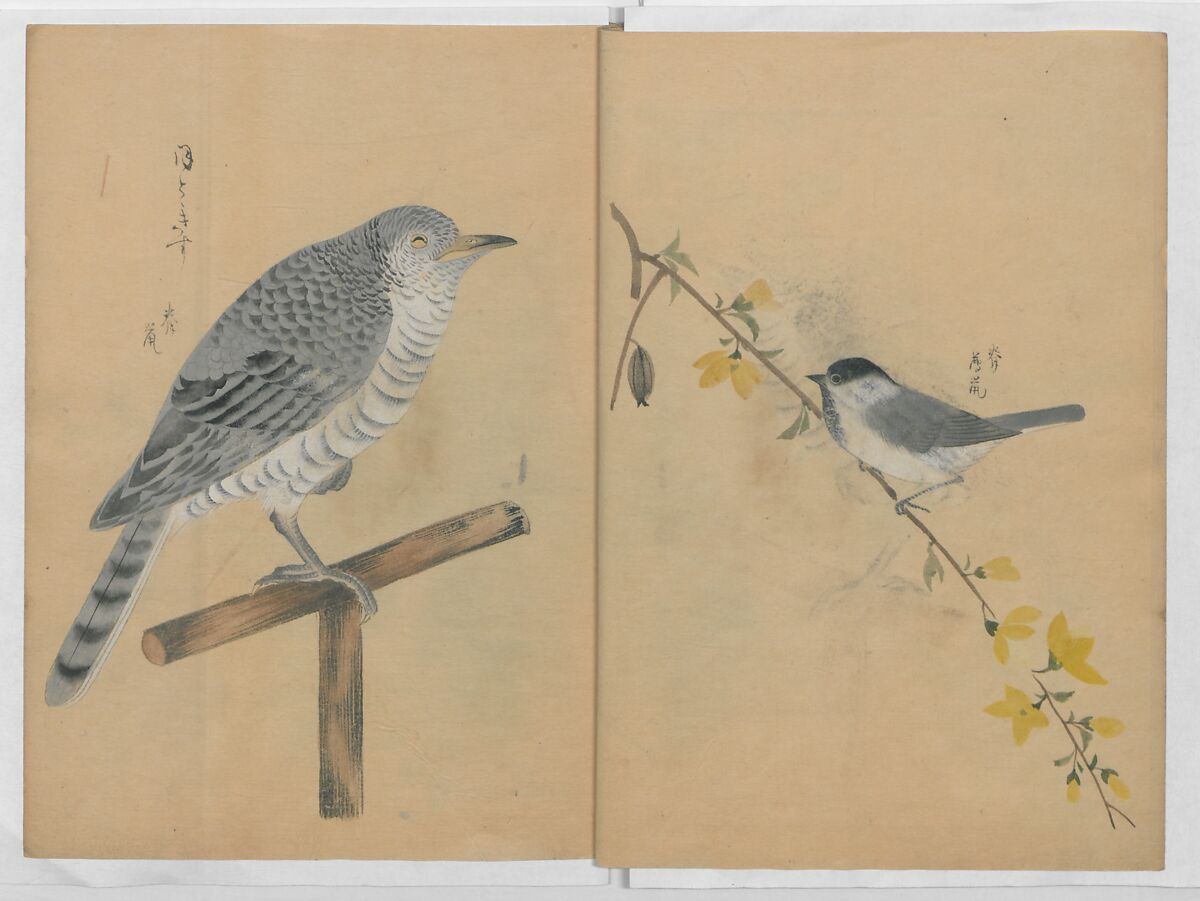 A Compendium of Small Birds (Kotori rui shū) 小鳥類集, Nantō (active early 19th century), Polychrome woodblock printed book, Japan