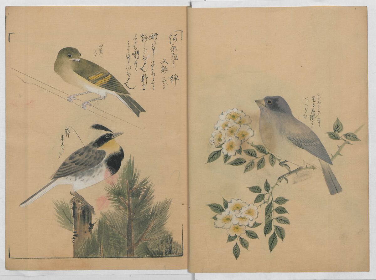 A Compendium of Small Birds (Kotori rui shū) 小鳥類集, Nantō (active early 19th century), Polychrome woodblock printed book, Japan