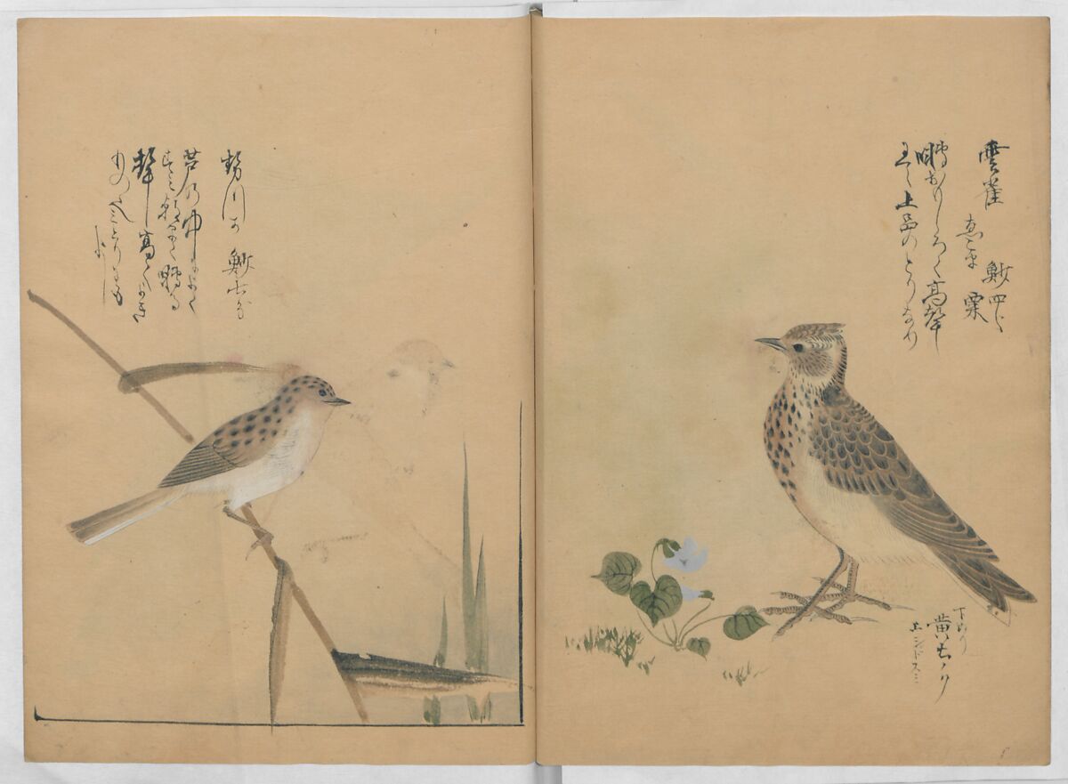 A Compendium of Small Birds (Kotori rui shū) 小鳥類集, Nantō (active early 19th century), Polychrome woodblock printed book, Japan