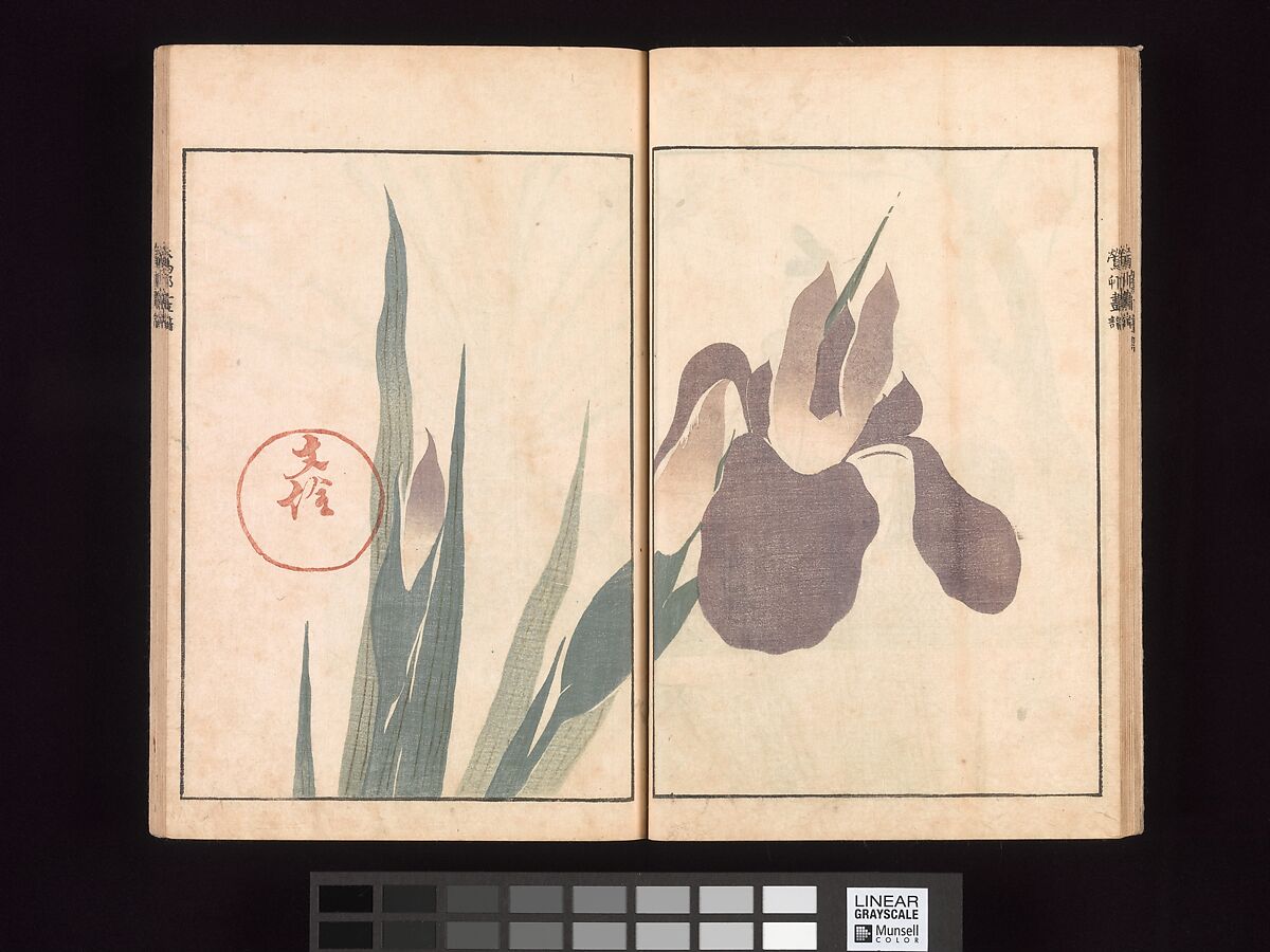 Ōson (Hōitsu) Picture Album (Ōson gafu), Sakai Hōitsu (Japanese, 1761–1828), Woodblock printed book; ink and color on paper, Japan