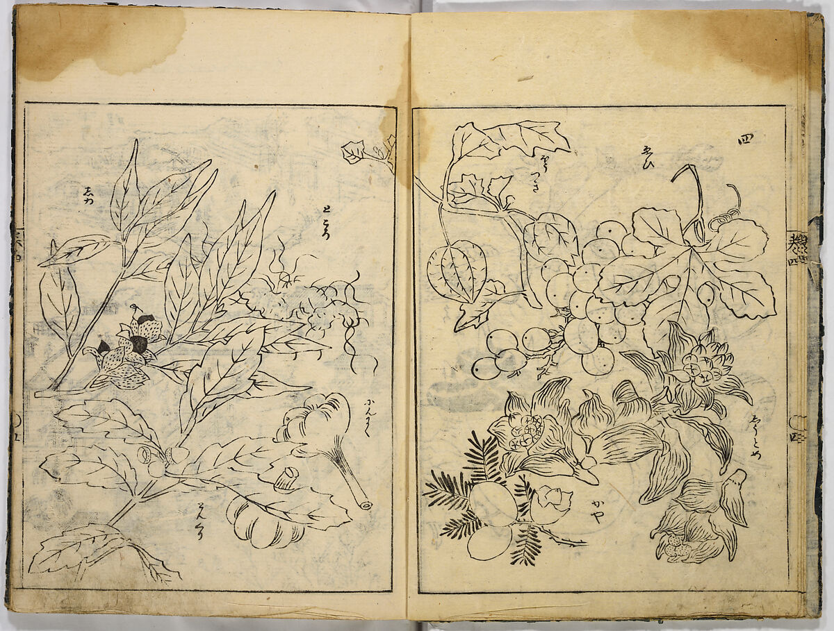 Collection of Pictures, After Tosa School, Ink on paper, Japan