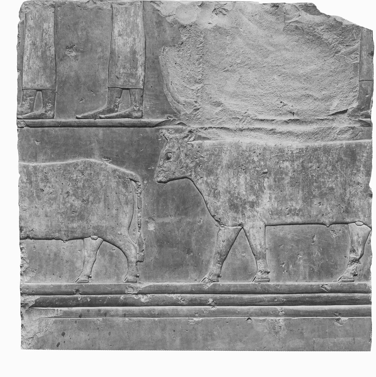 Relief of female attendants and oxen - see 26.3.353-3, Limestone, paint