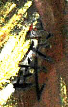 Crouching Baku (Mythical Creature), Sadatake (Japanese, active 18th century), Wood, Japan