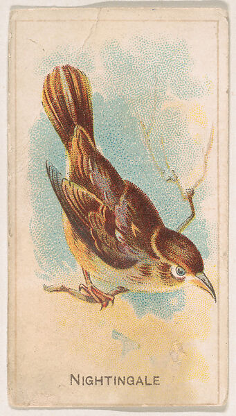 Nightingale, from the Bird Cards series (E34), issued by Keystone Confections to promote Warbler Caramels, Keystone Confections (American), Commercial color lithograph 