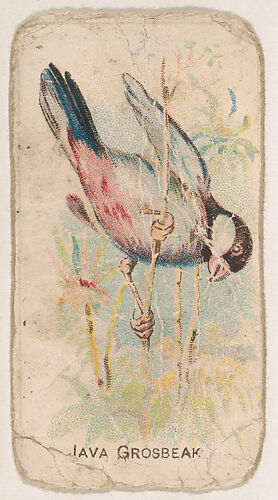 Java Grosbeak, from the Bird Cards series (E34), issued by Keystone Confections to promote Warbler Caramels