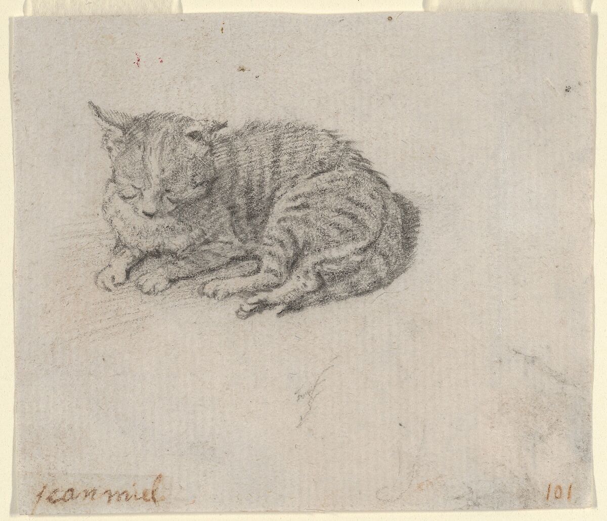 Study of a Sleeping Cat, Attributed to Jan Miel (Flemish, Beveren 1599–1664 Turin), Black chalk 