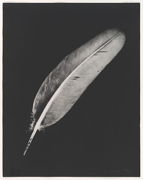 Plume, Man Ray (American, Philadelphia, Pennsylvania 1890–1976 Paris), Gelatin silver print 
