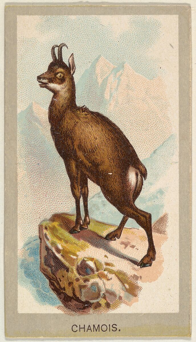 Chamois, from the Animals of the World series (T180), issued by Abdul Cigarettes, Issued by Abdul Cigarettes (American), Commercial color lithograph 