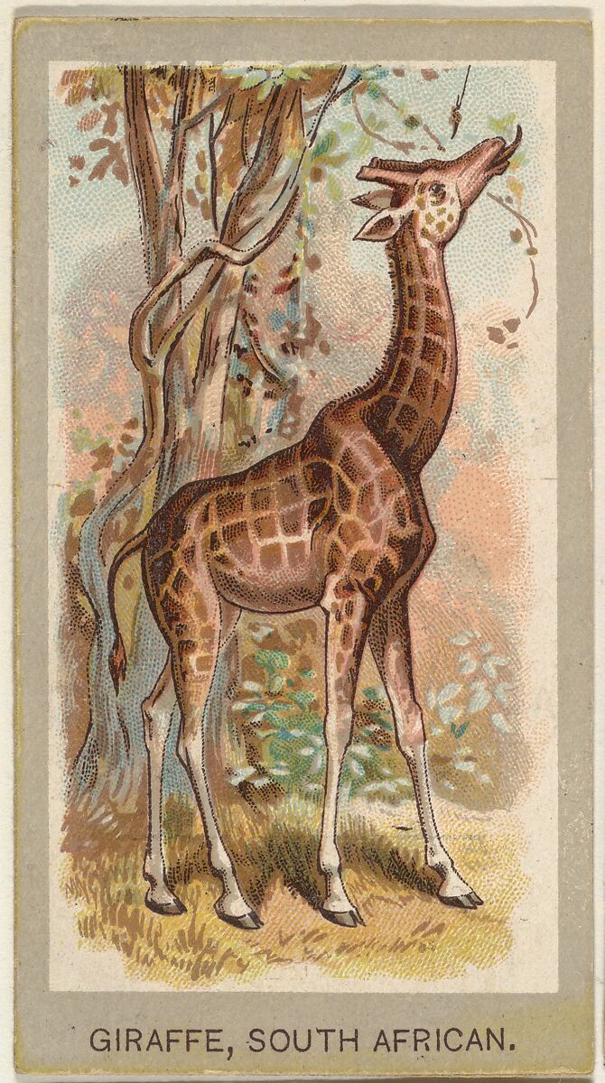 Giraffe, South African, from the Animals of the World series (T180), issued by Abdul Cigarettes, Issued by Abdul Cigarettes (American), Commercial color lithograph 