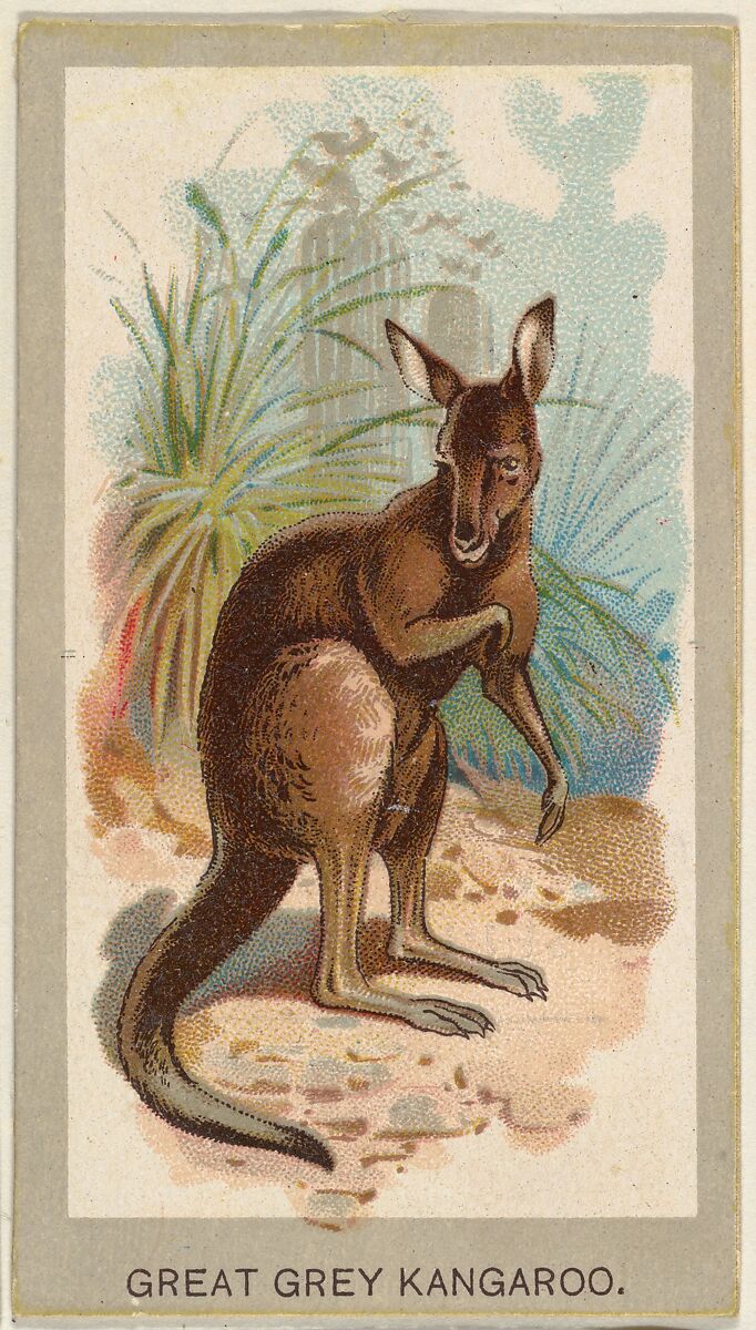 Great Grey Kangaroo, from the Animals of the World series (T180), issued by Abdul Cigarettes, Issued by Abdul Cigarettes (American), Commercial color lithograph 