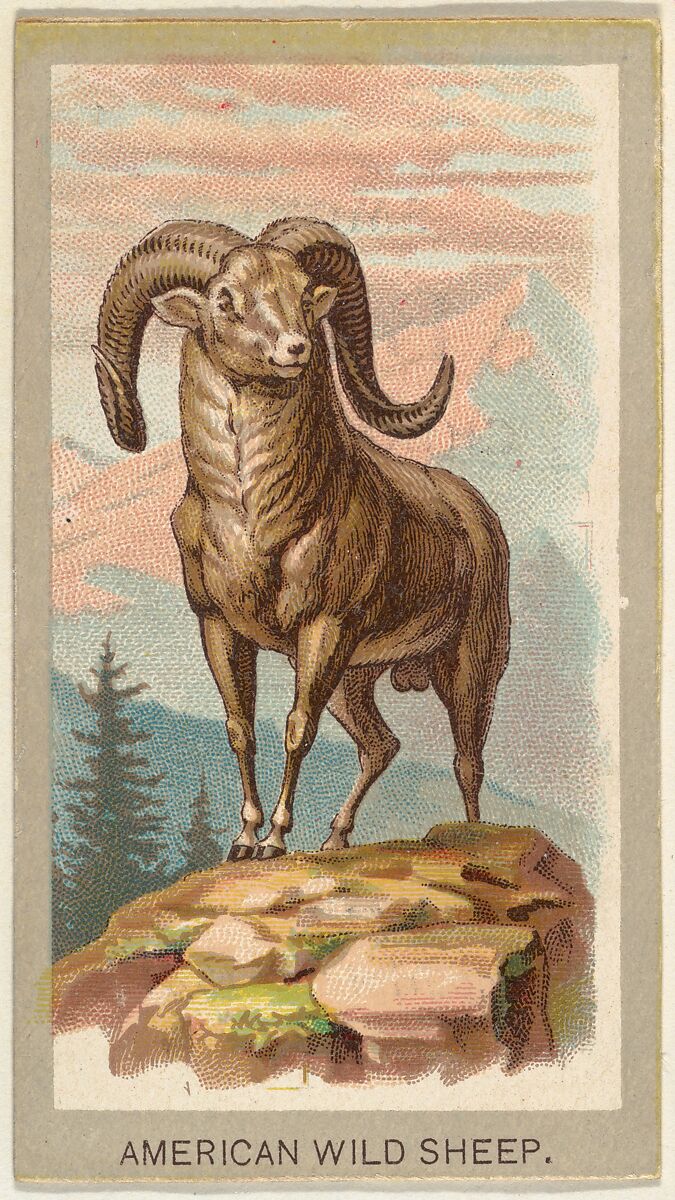 American Wild Sheep, from the Animals of the World series (T180), issued by Abdul Cigarettes, Issued by Abdul Cigarettes (American), Commercial color lithograph 