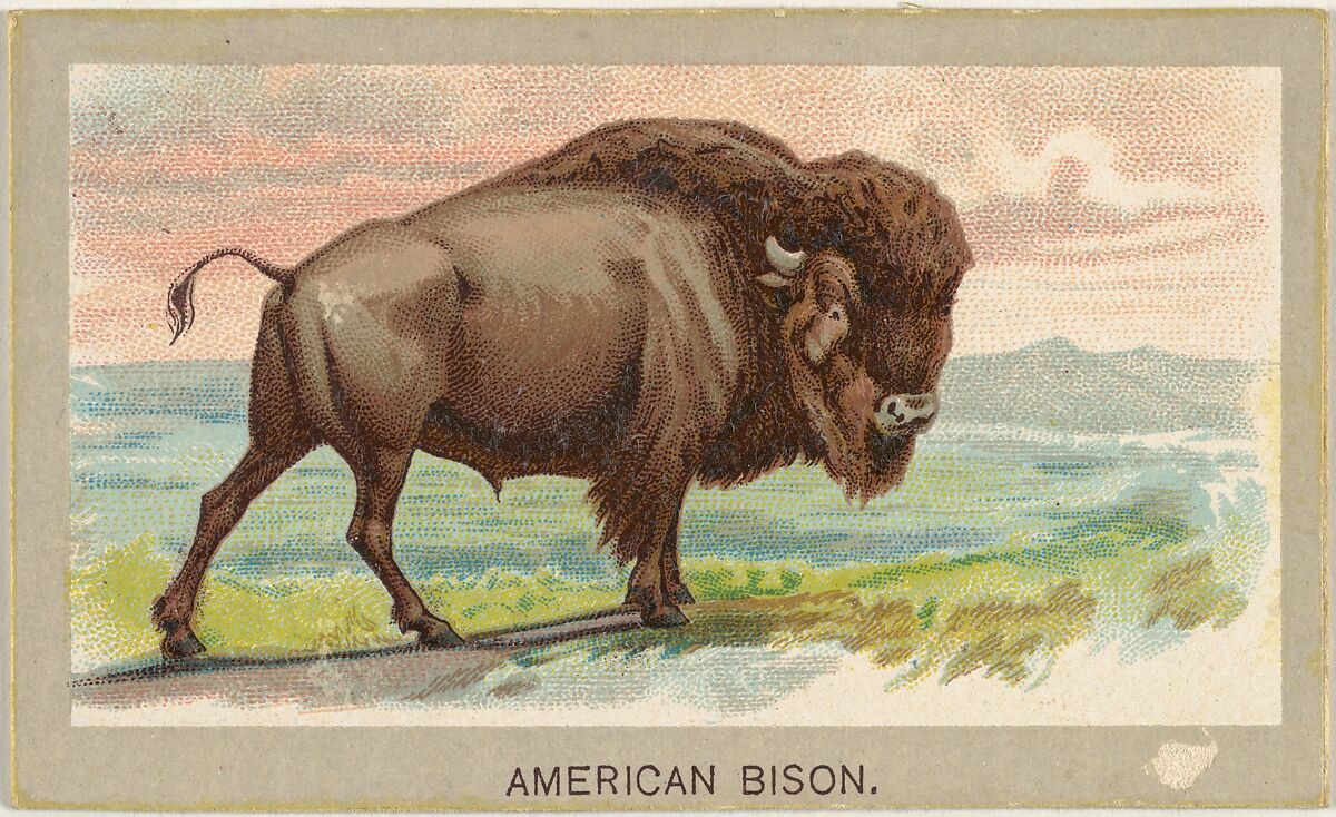 American Bison, from the Animals of the World series (T180), issued by Abdul Cigarettes, Issued by Abdul Cigarettes (American), Commercial color lithograph 