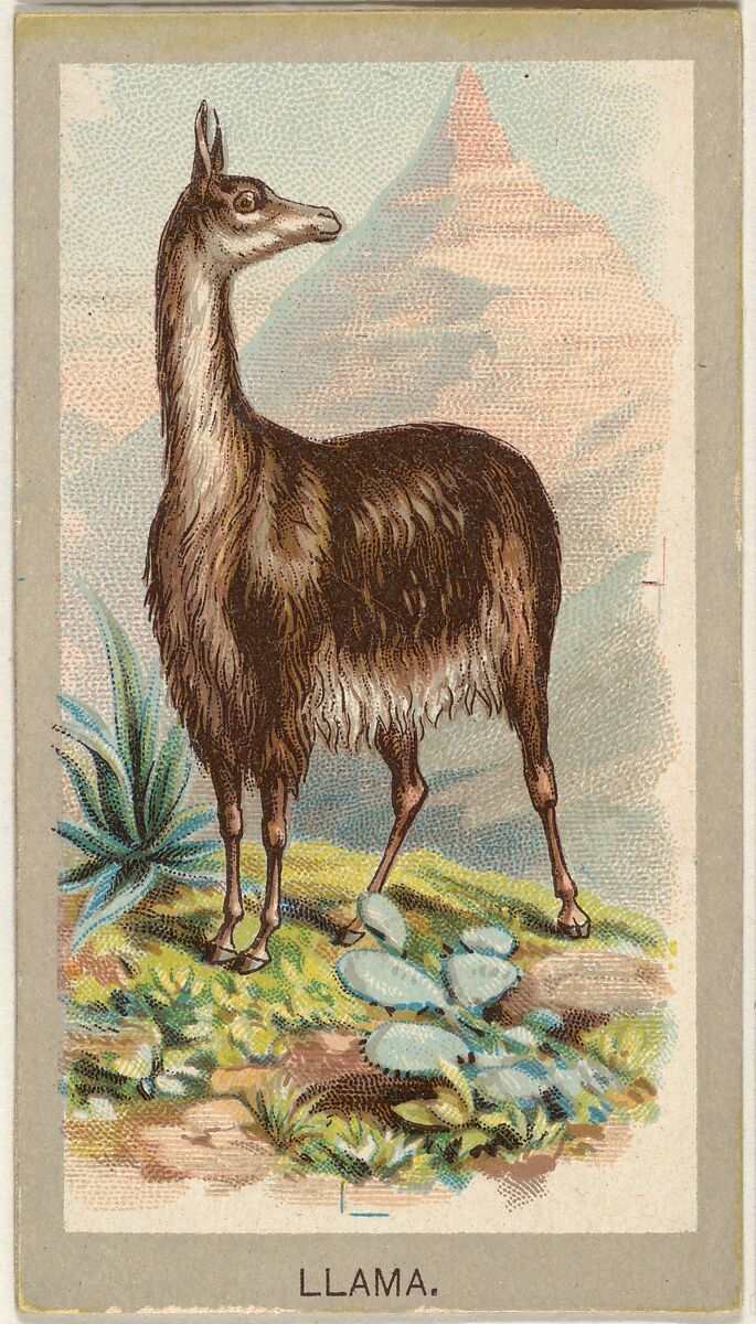 Llama, from the Animals of the World series (T180), issued by Abdul Cigarettes, Issued by Abdul Cigarettes (American), Commercial color lithograph 