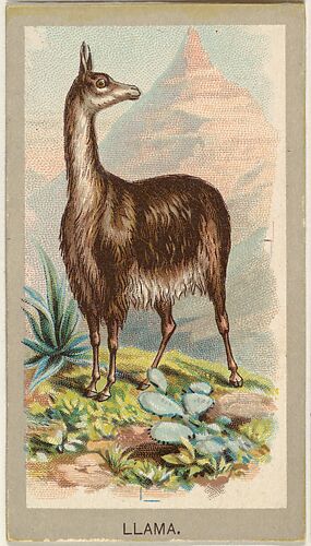 Llama, from the Animals of the World series (T180), issued by Abdul Cigarettes