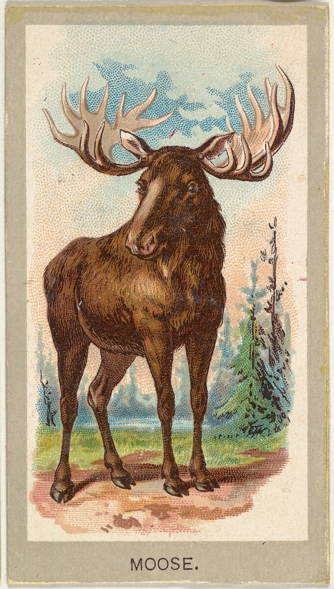 Moose, from the Animals of the World series (T180), issued by Abdul Cigarettes, Issued by Abdul Cigarettes (American), Commercial color lithograph 