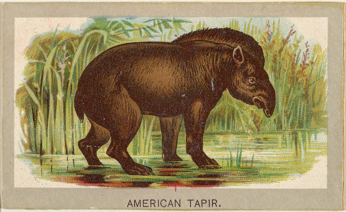 American Tapir, from the Animals of the World series (T180), issued by Abdul Cigarettes, Issued by Abdul Cigarettes (American), Commercial color lithograph 