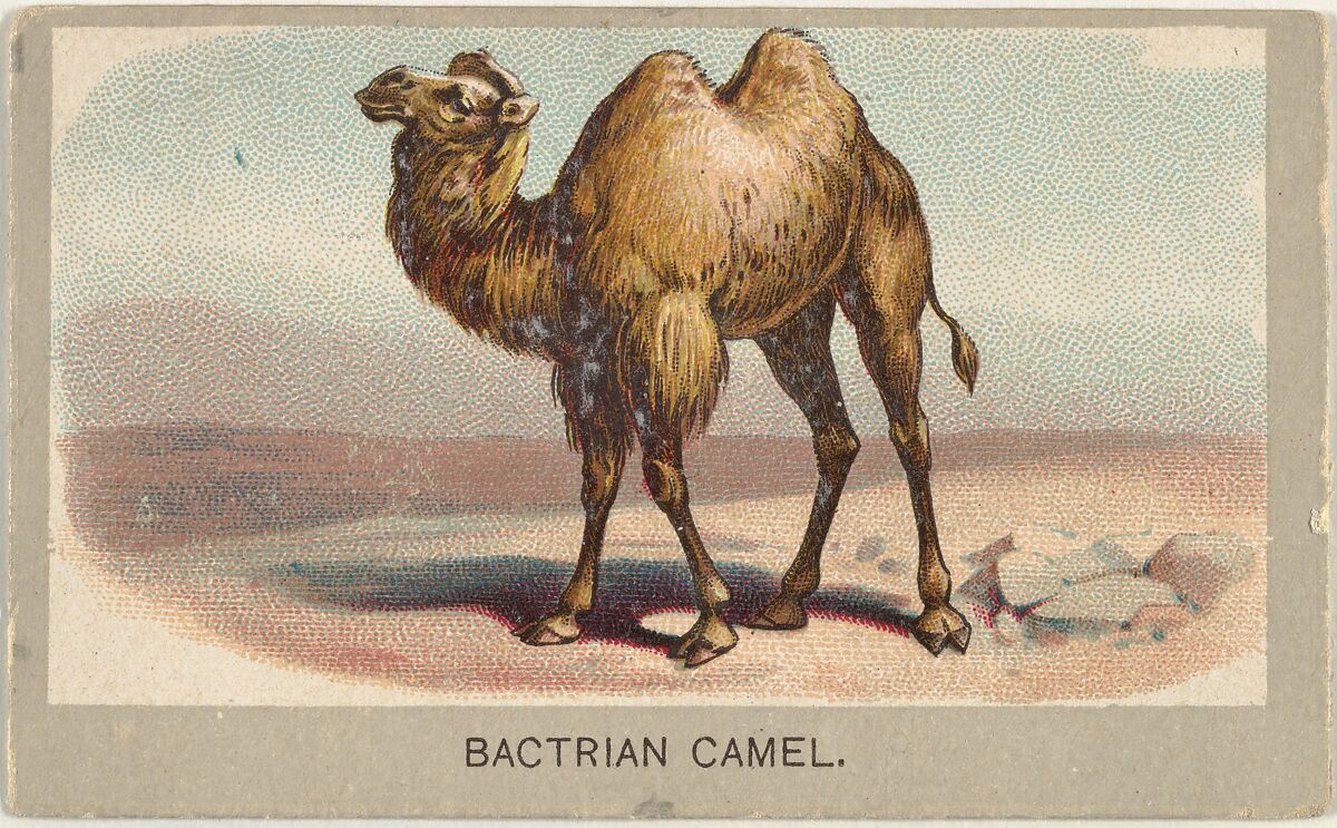 Bactrian Camel, from the Animals of the World series (T180), issued by Abdul Cigarettes, Issued by Abdul Cigarettes (American), Commercial color lithograph 
