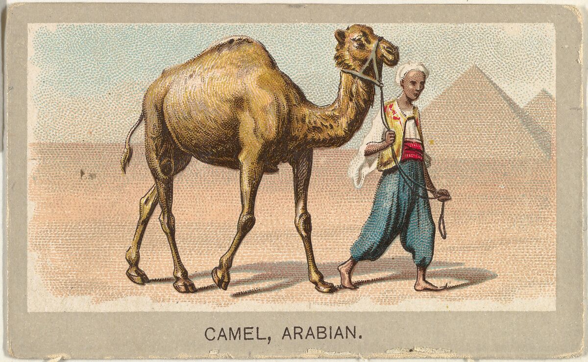 Arabian Camel, from the Animals of the World series (T180), issued by Abdul Cigarettes, Issued by Abdul Cigarettes (American), Commercial color lithograph 