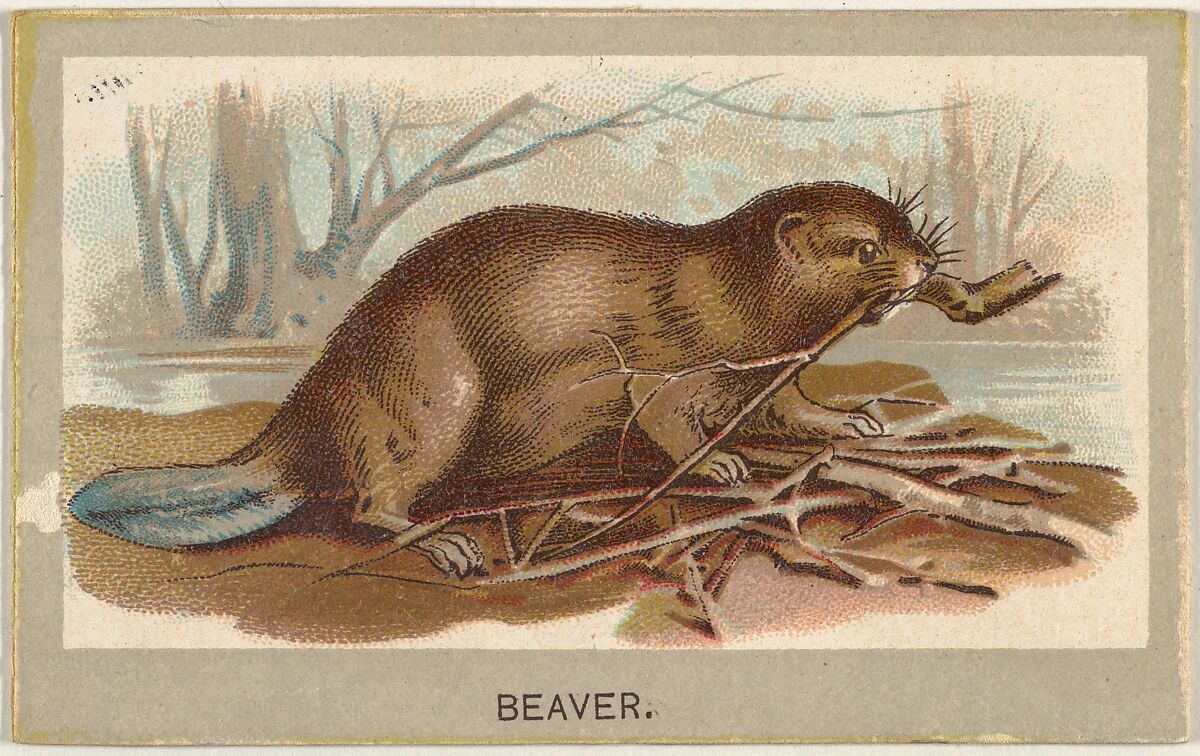 Beaver, from the Animals of the World series (T180), issued by Abdul Cigarettes, Issued by Abdul Cigarettes (American), Commercial color lithograph 