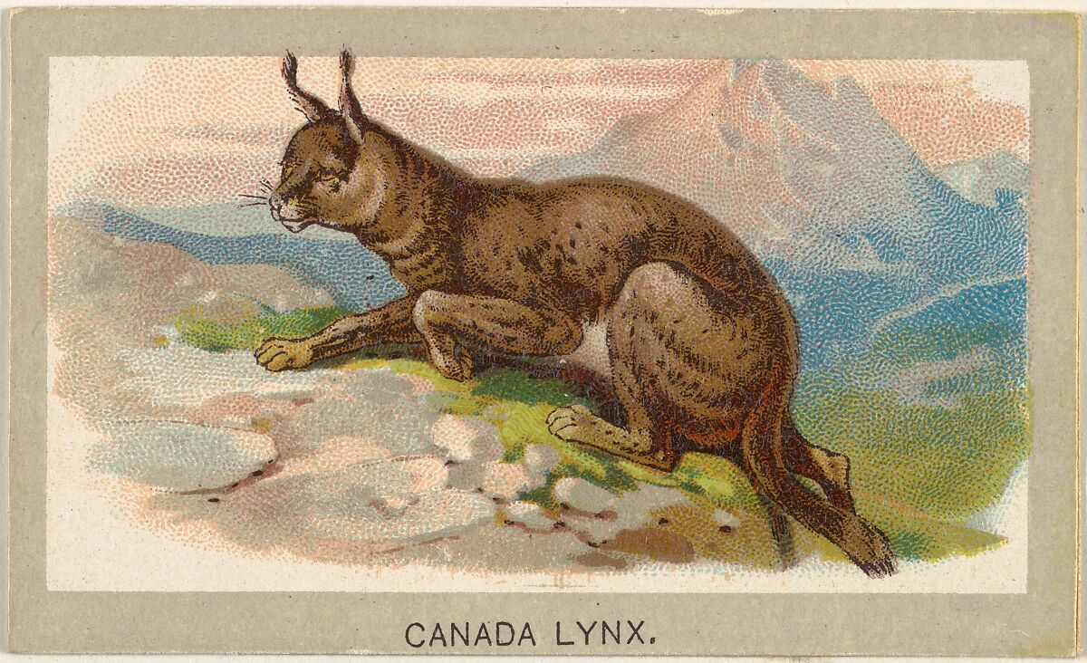 Canada Lynx, from the Animals of the World series (T180), issued by Abdul Cigarettes, Issued by Abdul Cigarettes (American), Commercial color lithograph 