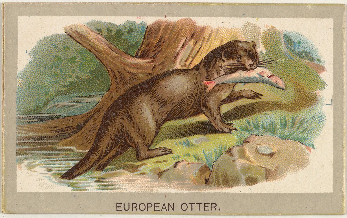 European Otter, from the Animals of the World series (T180), issued by Abdul Cigarettes, Issued by Abdul Cigarettes (American), Commercial color lithograph 