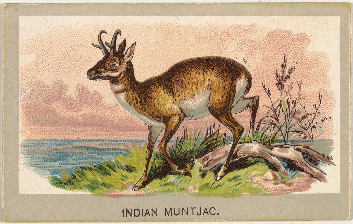 Indian Muntjac, from the Animals of the World series (T180), issued by Abdul Cigarettes, Issued by Abdul Cigarettes (American), Commercial color lithograph 