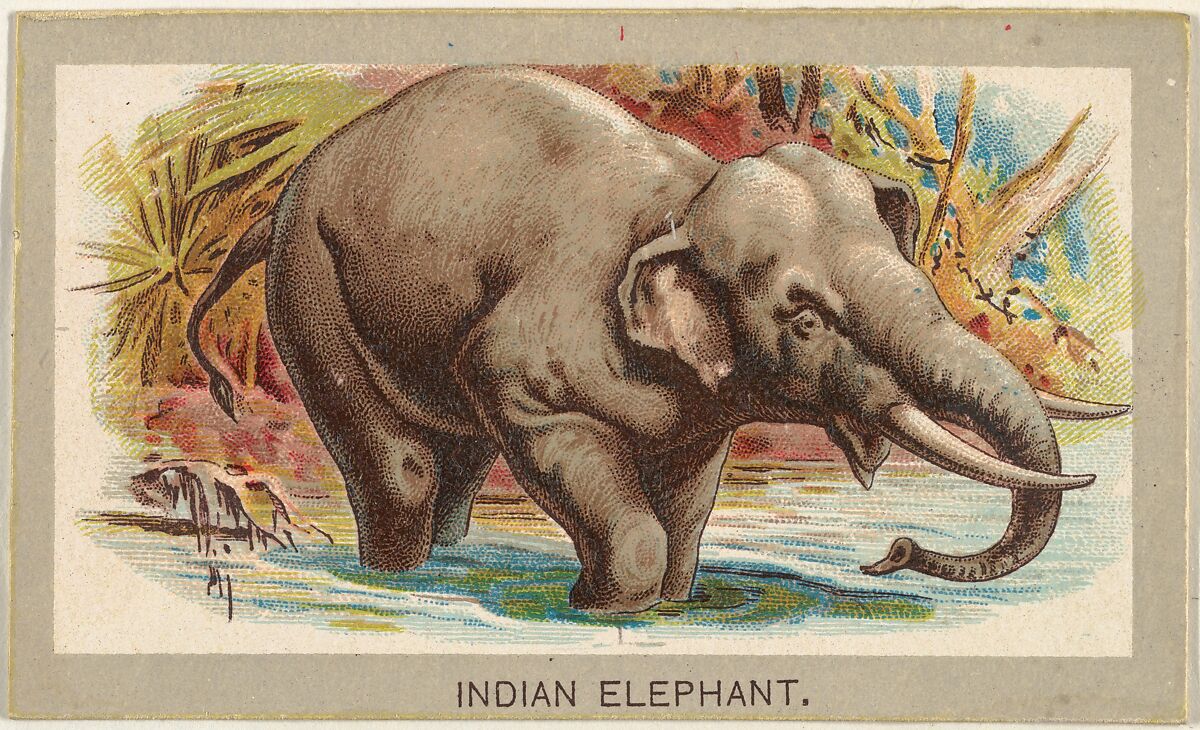 Indian Elephant, from the Animals of the World series (T180), issued by Abdul Cigarettes, Issued by Abdul Cigarettes (American), Commercial color lithograph 
