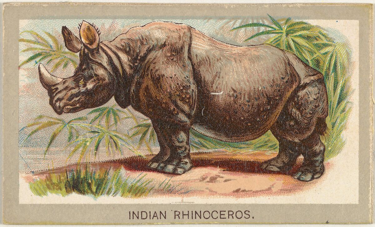 Indian Rhinoceros, from the Animals of the World series (T180), issued by Abdul Cigarettes, Issued by Abdul Cigarettes (American), Commercial color lithograph 