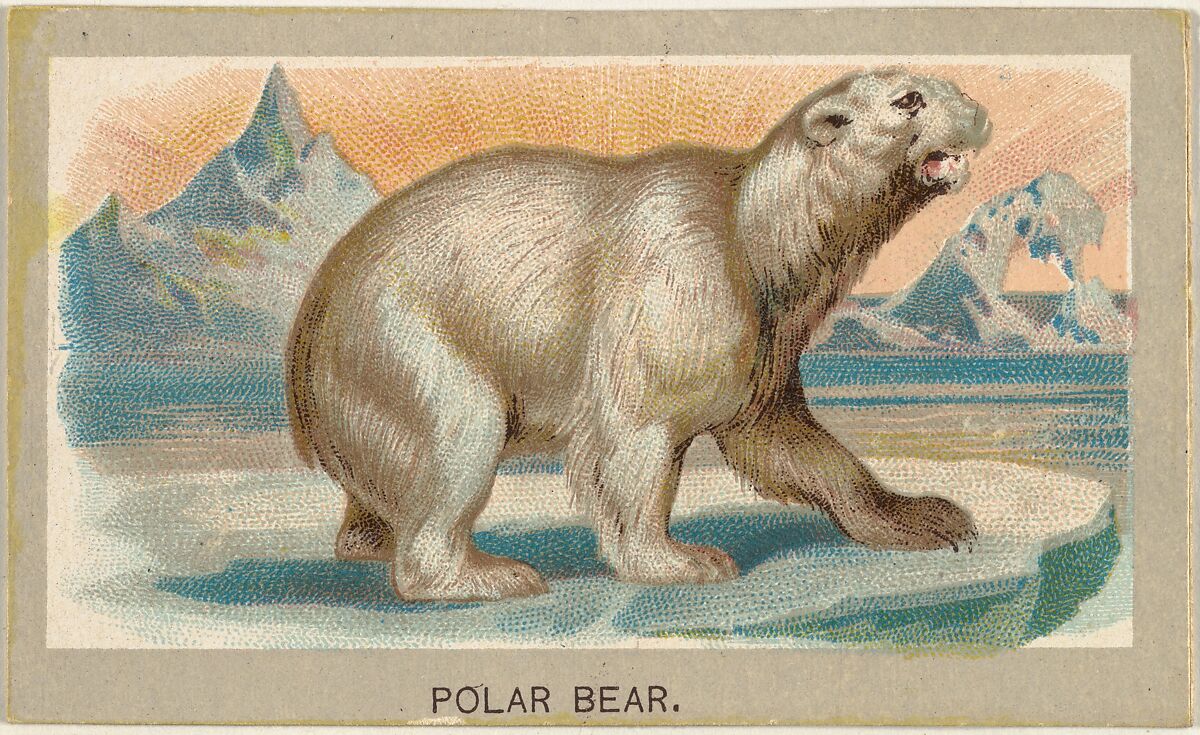 Polar Bear, from the Animals of the World series (T180), issued by Abdul Cigarettes, Issued by Abdul Cigarettes (American), Commercial color lithograph 