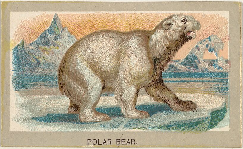 Polar Bear, from the Animals of the World series (T180), issued by Abdul Cigarettes