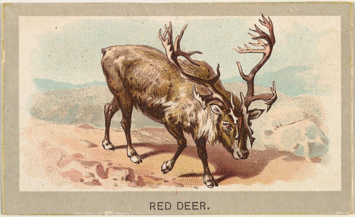 Red Deer, from the Animals of the World series (T180), issued by Abdul Cigarettes, Issued by Abdul Cigarettes (American), Commercial color lithograph 