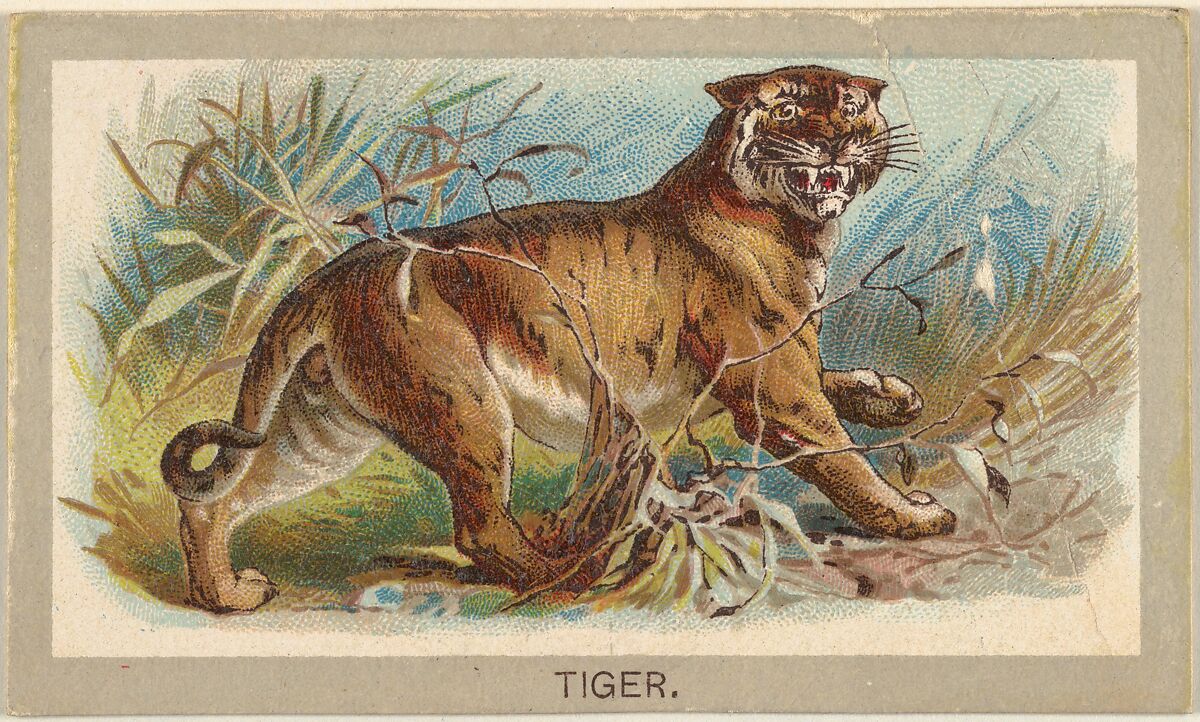 Issued by Abdul Cigarettes | Tiger, from the Animals of the World series  (T180), issued by Abdul Cigarettes | The Metropolitan Museum of Art