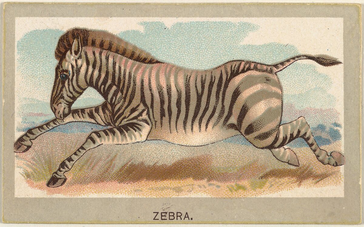 Zebra, from the Animals of the World series (T180), issued by Abdul Cigarettes, Issued by Abdul Cigarettes (American), Commercial color lithograph 