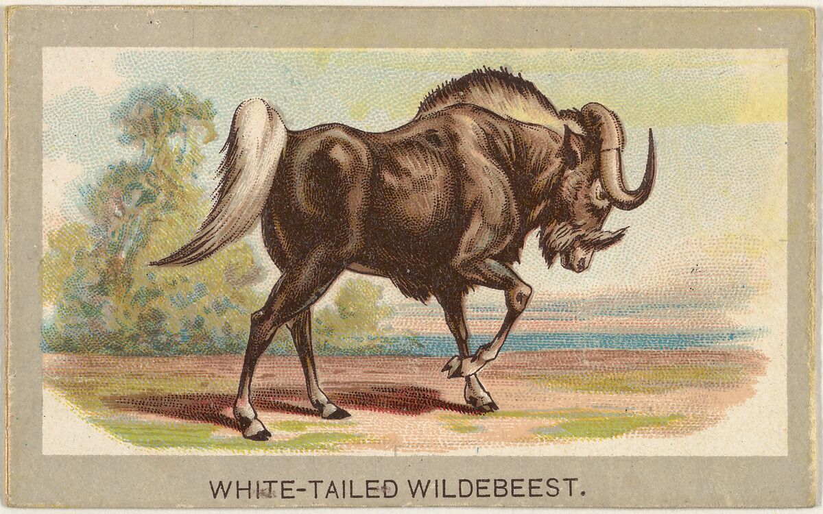 White-Tailed Wildebeest, from the Animals of the World series (T180), issued by Abdul Cigarettes, Issued by Abdul Cigarettes (American), Commercial color lithograph 